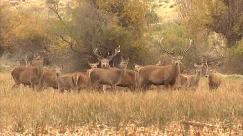 THE RED STAG HERD Stock Footage 51474676