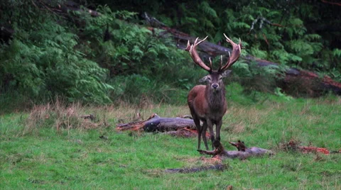 Red stag roaring just after dawn. Stock Footage 50043640