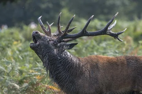 Red Stag roaring Foto stock