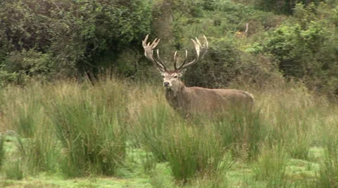 Red Stag walking and looking. Stock Footage 22673200
