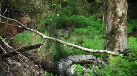 Red Stag walking through rain forest oblivious to the danger nearby. Stock Footage 50051051