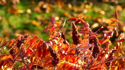 Red staghorn sumac - vinegar tree leaves - wind, sunny - autumnal background Stock Footage 145834008