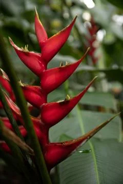 Red Stalks Stock Photos