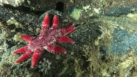 Red Star Fish Stock Footage 79052378