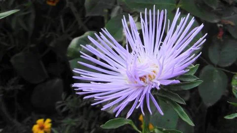 The Red Star Foto stock