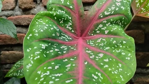 Red Star taro planted in front of the house 스톡 동영상 285590086