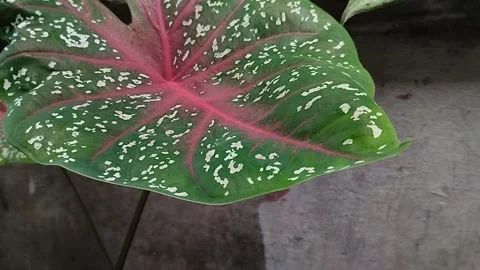 Red Star taro planted in front of the house Stock Footage 285590130