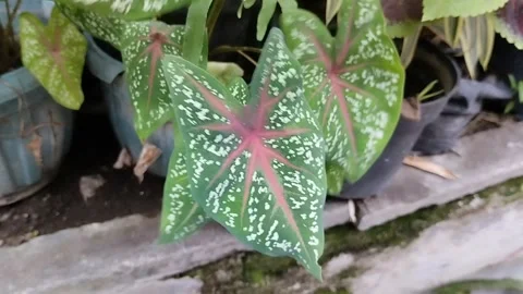 Red Star taro planted in front of the house Video stock 285592564