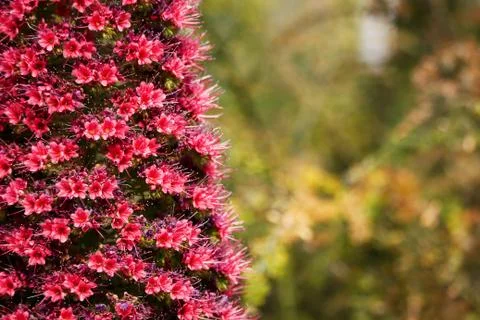 Red Starcluster Stock Photos