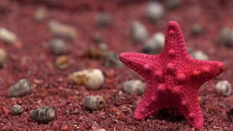 Red starfish and shells on a coral red sand. Vídeo Stock 130037185