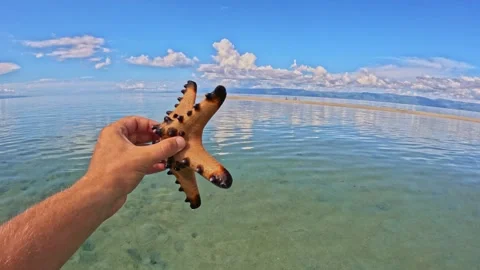 Red starfish on the beach in hand Vidéo 245274418