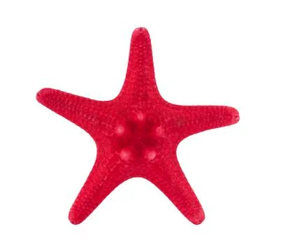 Red starfish with clipping path Stock Photos