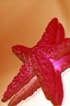 Red Starfish Close-up View Background Stock Photos