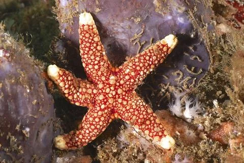 Red starfish with complex pattern, orange-spotted starfish (Ferdina sadhaensis), Stock Photos