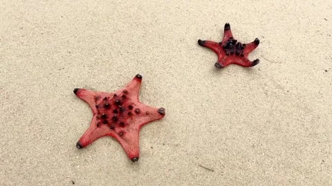 Red Starfish Duo on Pristine Beach Stock Footage 264013411