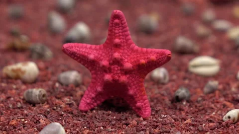 Red starfish is in focus of the camera, and the backdrop is blurred Stock Footage 130037205