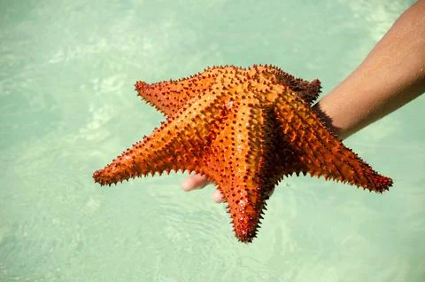 Red starfish in hand Stock Photos