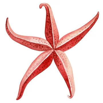 Red starfish on an isolated white background. Watercolor illustration, Marine Illustrazione stock
