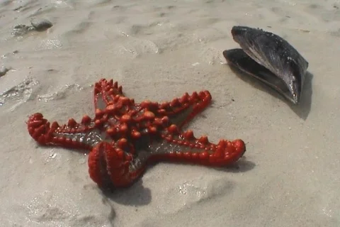 Red starfish at low tide at Zanzibar island Stock Footage 474591