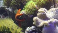 Red Starfish Moving Close Up Between Corals In The Current Stock Footage