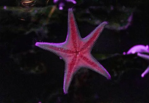 Red Starfish in the night Stock Photos