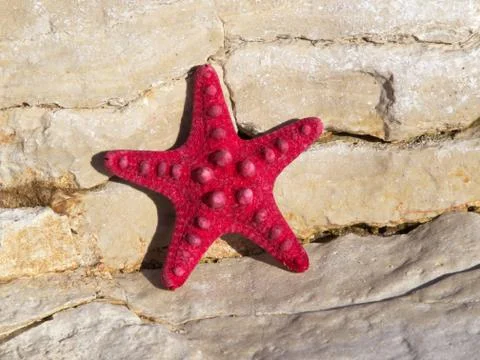 Red starfish Stock Photos