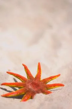 Red starfish Stock Photos
