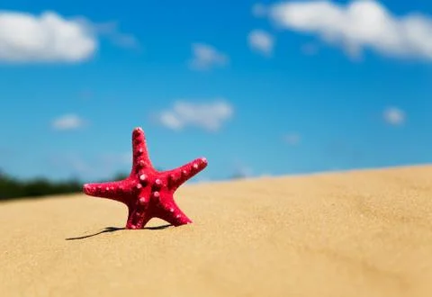 Red starfish Foto stock