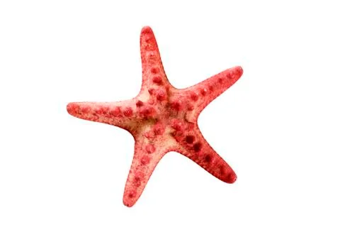 Red starfish Stock Photos