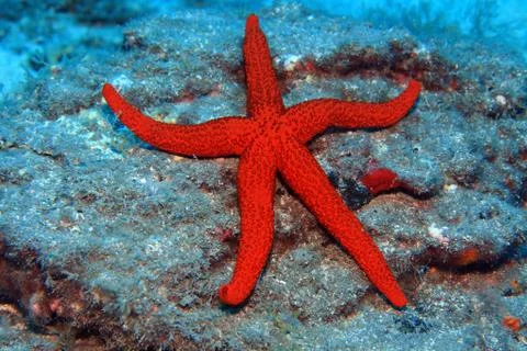 Red starfish Stock Photos