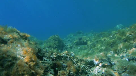 Red Starfish on the Reef 库存影片 44908085