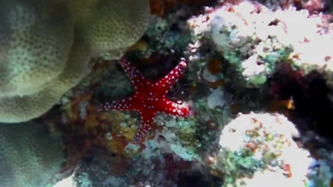 Red Starfish Resting on Coral Ree Vídeo Stock 341770841