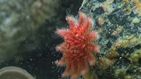 Red Starfish on Rocky Surface: Captivating Marine Life Stock Footage 282434364