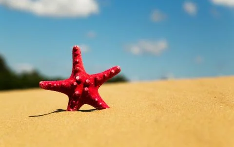 Red starfish on sand Stock-Fotos