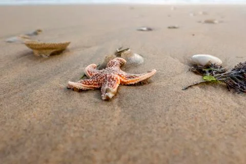 Red starfish on the sandy beach with shells on the sandy beach Stock Photos