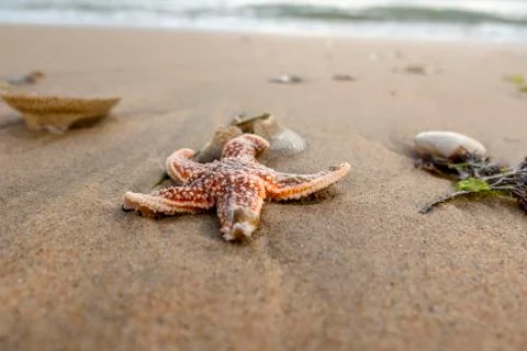 Red starfish on the sandy beach with shells on the sandy beach Stock Photos
