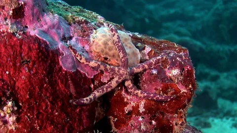 Red starfish sea star Leiaster leachi Lenckia multifora closeup underwater. Stock Footage