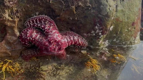 Red Starfish submerged by wave Stockbeeldmateriaal 237195759