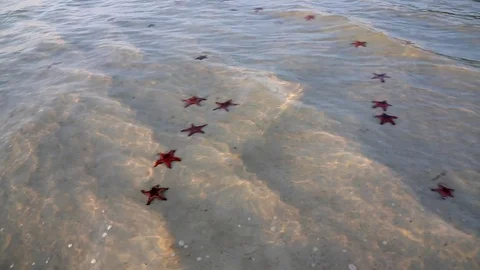 Red Starfish under Crystal Clear Water Stock Footage 88143867