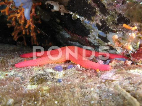 Red Starfish undersea Stock Photos