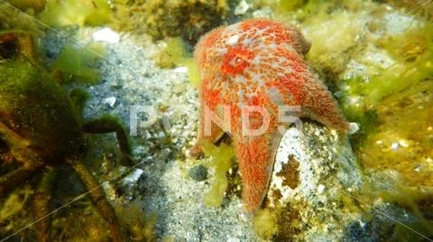 Red starfish underwater on a rock surrounded by marine life Stock Photos