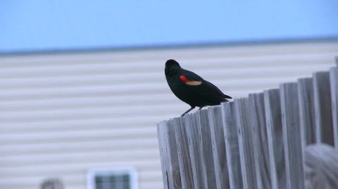  Red Start Bird Stock Footage 378610