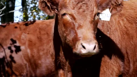 Red Steer Closeup Stock Footage 153240385