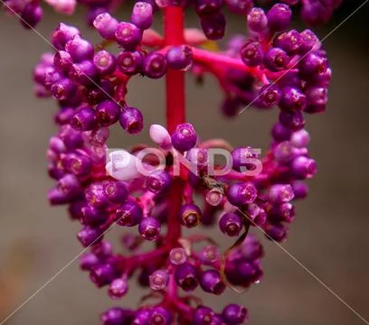 Red stem purple buds and white blossoms on diffuse background Stock Photos