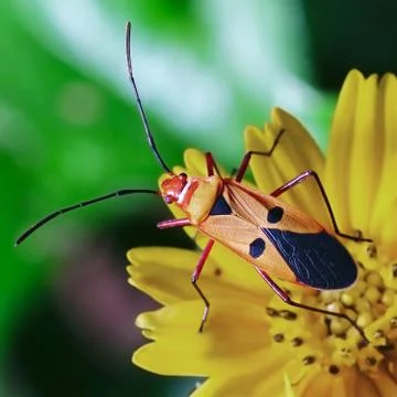 Red stinkbug Stock Photos
