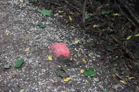 Red stone on the ground of a forest Stock Photos