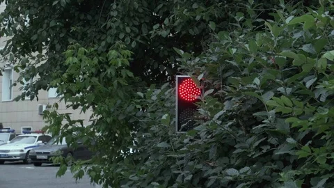 A red stop light is lit against the background of the trees Stock Footage 112234998