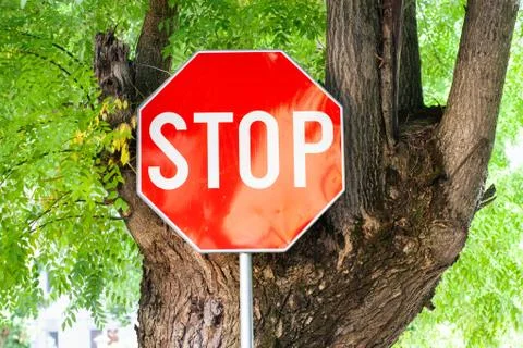 Red stop sign on a tree Stock Photos