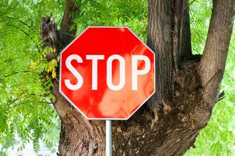 Red stop sign on a tree Stock Photos