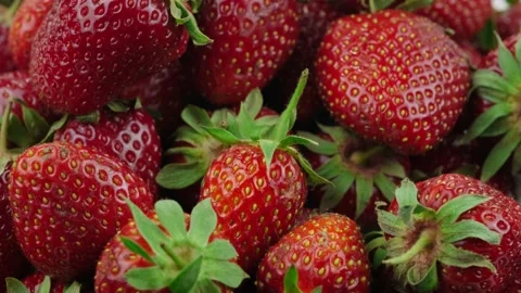 Red strawberries Video stock 131204920